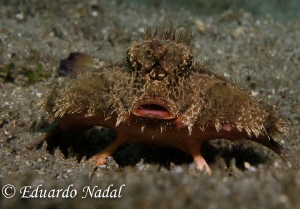 batfish by Eduardo Nadal 